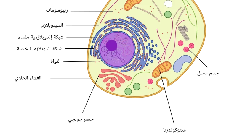 الخلية الحيوانية و مكوناتها The animal cell